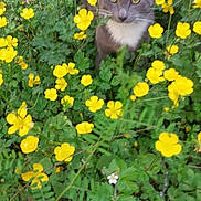 Levi'S participe au concours pour gagner de l'argent avec cette photo : animal, background, cat, closeup, curious, feline, flora, garden, gray_cat, green_leaves, nature, outdoor, pet, plants, spring, summer, wall, white_chest, wildlife, yellow_flowers