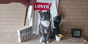 Levi'S a rejoint le concours — aidez-le/la à gagner de superbes lots ! bonne_fete, brick_wall, cat, curious, digital_clock, feline, flower_pot, gray_cat, hand, indoor, ledg, levis_tshirt, lightbox, pet, sculpture, sitting, still_life, toy, white_chest, yellow_flowers