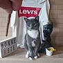 bonne_fete, brick_wall, cat, curious, digital_clock, feline, flower_pot, gray_cat, hand, indoor, ledg, levis_tshirt, lightbox, pet, sculpture, sitting, still_life, toy, white_chest, yellow_flowers