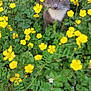 Levi'S participe au concours pour gagner de l'argent avec cette photo : animal, background, cat, closeup, curious, feline, flora, garden, gray_cat, green_leaves, nature, outdoor, pet, plants, spring, summer, wall, white_chest, wildlife, yellow_flowers