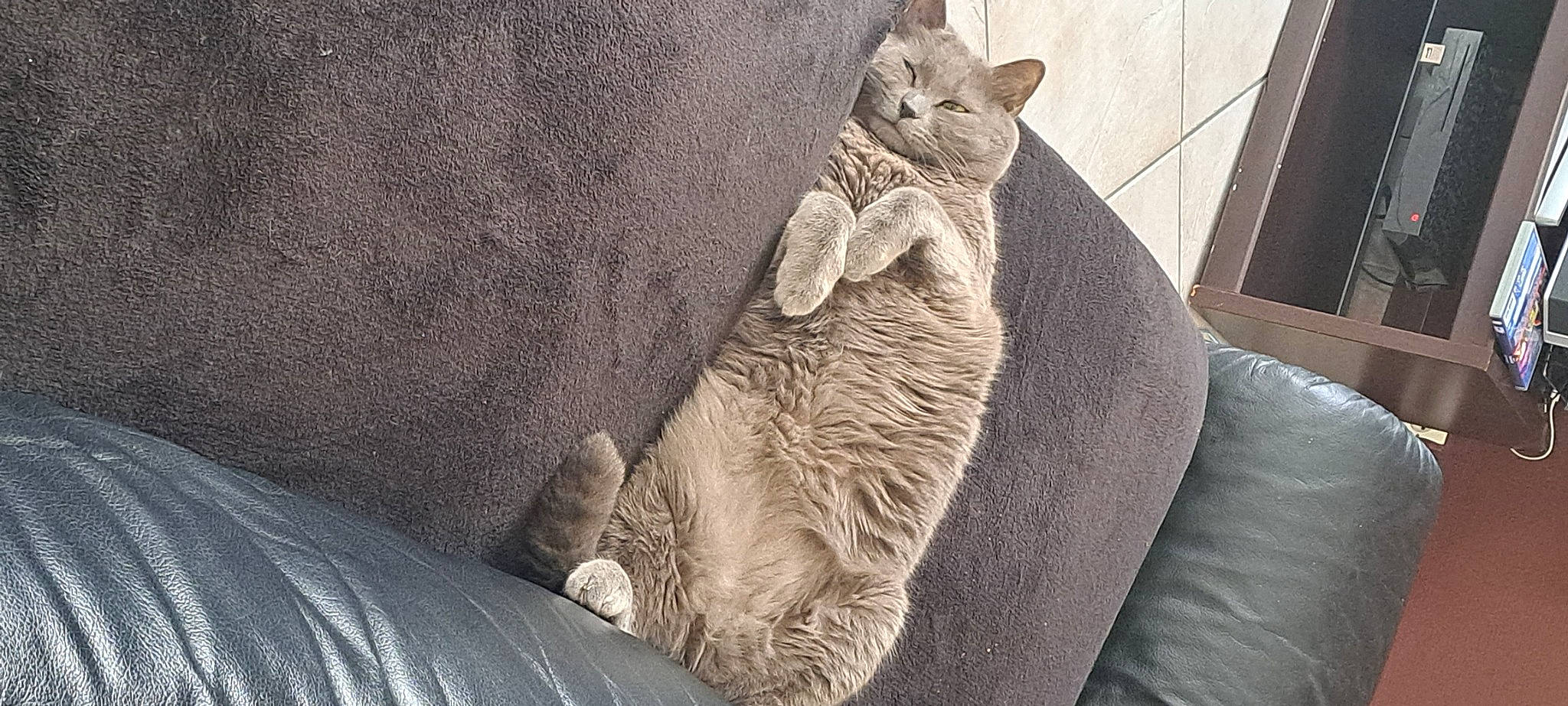 César a rejoint le concours — aidez-le/la à gagner de superbes lots ! canidae, carnivore, cat, claw, comfort, domestic_short_haired_cat, fawn, felidae, foot, fur, grey, paw, small_to_medium_sized_cats, snout, tail, terrestrial_animal, tree, whiskers, window, wood