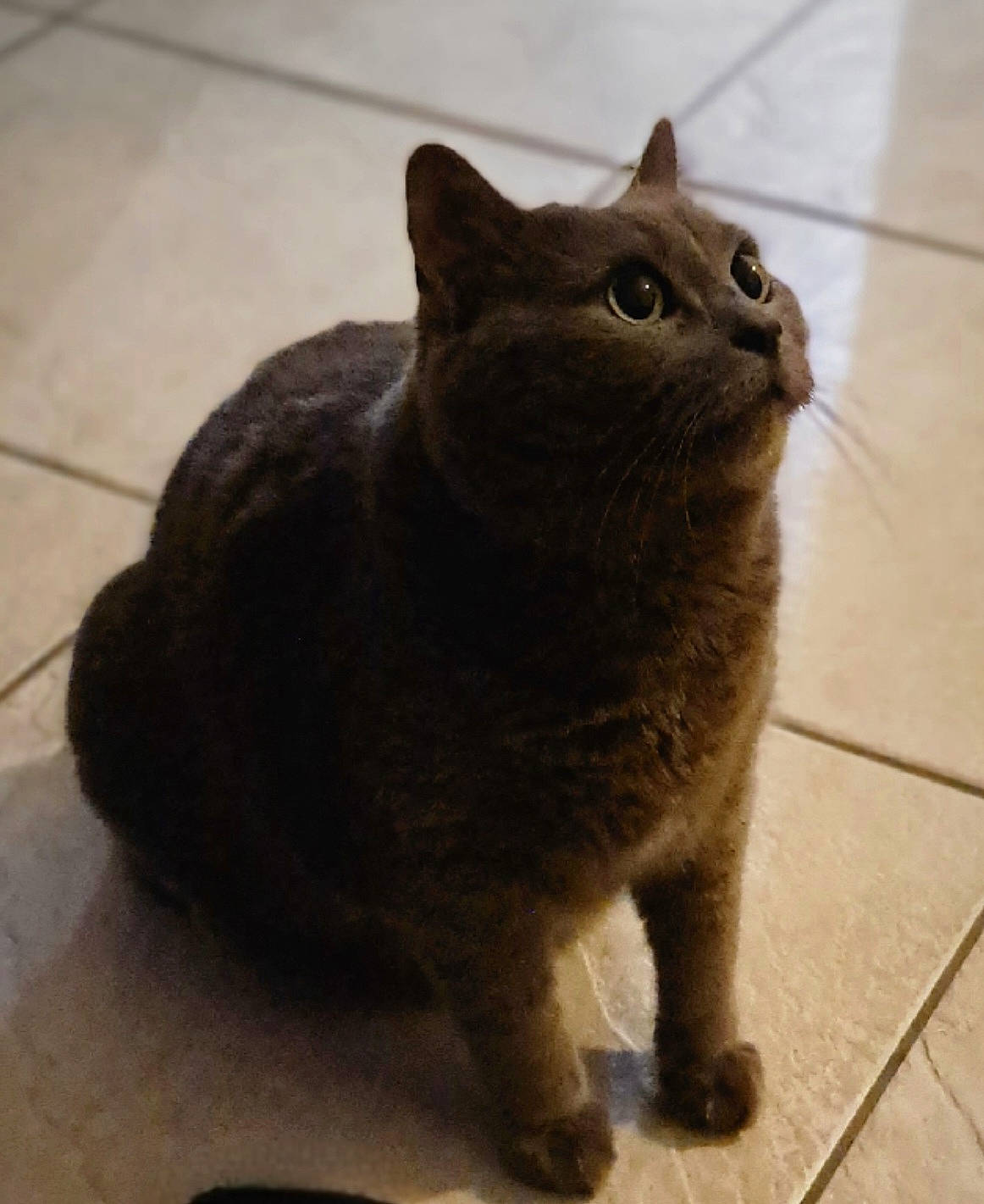 César a rejoint le concours — aidez-le/la à gagner de superbes lots ! carnivore, cat, claw, domestic_short_haired_cat, eye, felidae, flooring, fur, grey, paw, sitting, small_to_medium_sized_cats, tail, terrestrial_animal, tile_flooring, whiskers, wood