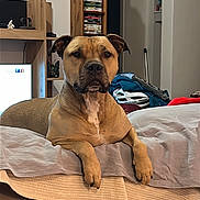 Pumba a rejoint le concours — aidez-le/la à gagner de superbes lots ! dog, indoor, bed, paws, furniture, bookshelf, dvd, living_room, brown_dog, canine, resting, pet, household, blanket, fabric, relaxed, looking_at_camera, domestic, mammal, companion
