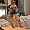 dog, indoor, bed, paws, furniture, bookshelf, dvd, living_room, brown_dog, canine, resting, pet, household, blanket, fabric, relaxed, looking_at_camera, domestic, mammal, companion