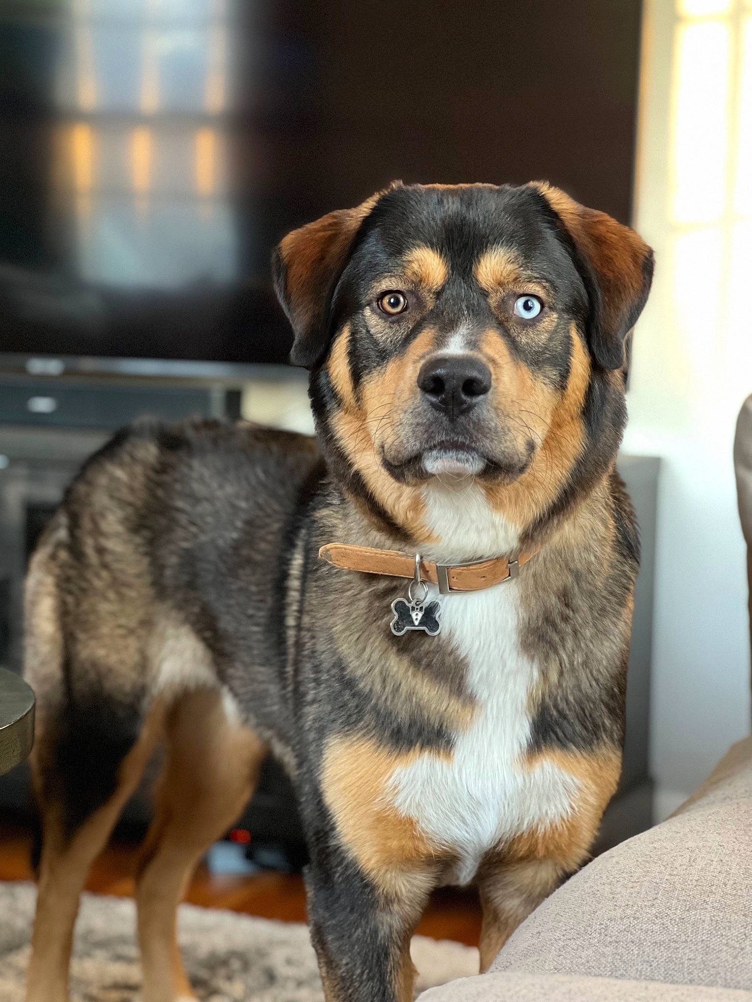 Leo is registered to the contest to win money with this photo: ancient_dog_breeds, canidae, carlin_pinscher, carnivore, collar, companion_dog, dog, dog_breed, dog_supply, fawn, fur, pet_supply, snout, sporting_group, terrestrial_animal, whiskers, working_animal, working_dog