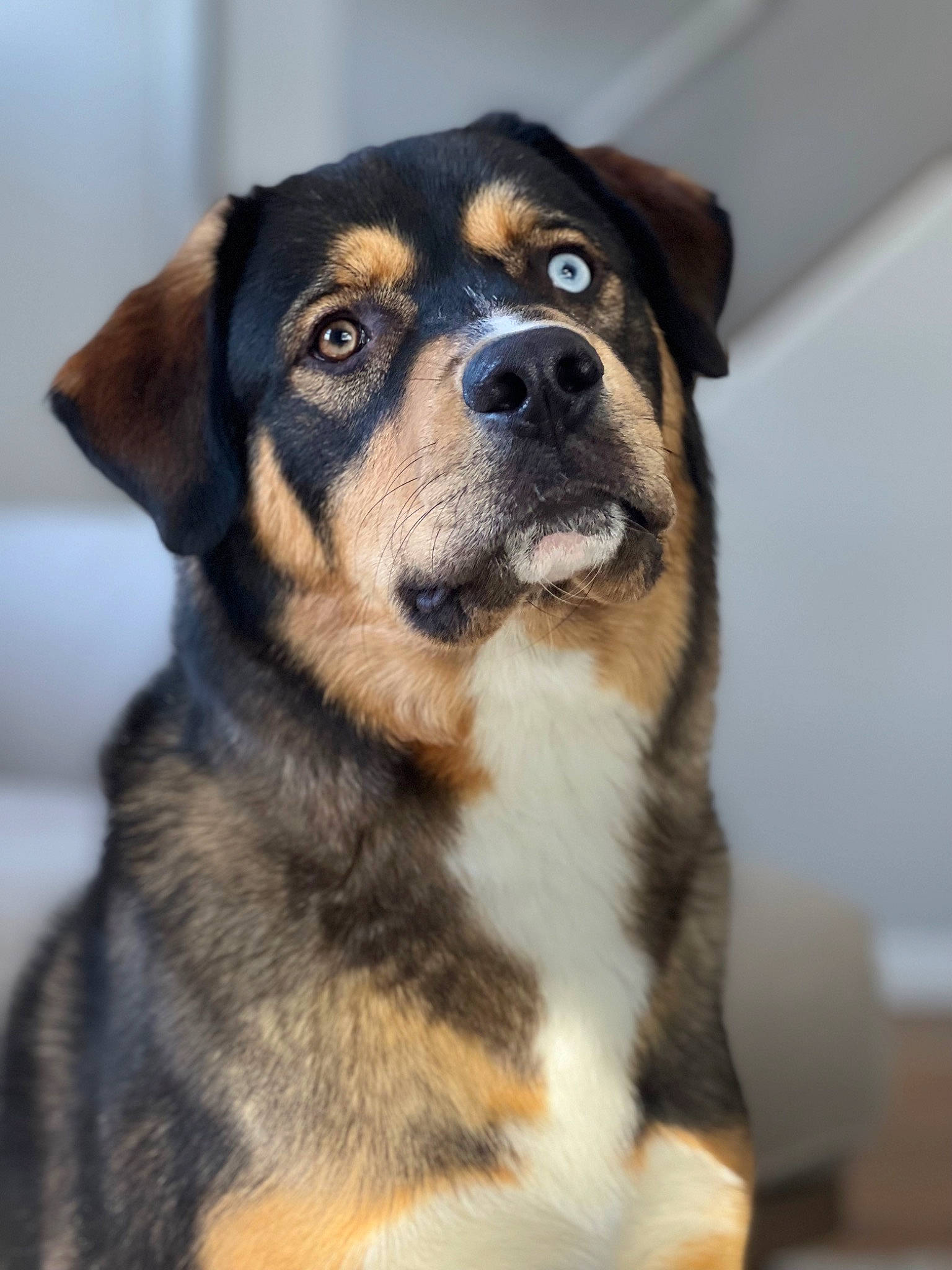 Leo is registered to the contest to win money with this photo: canidae, carnivore, companion_dog, dog, dog_breed, fawn, fur, guard_dog, snout, sporting_group, terrestrial_animal, whiskers, working_dog