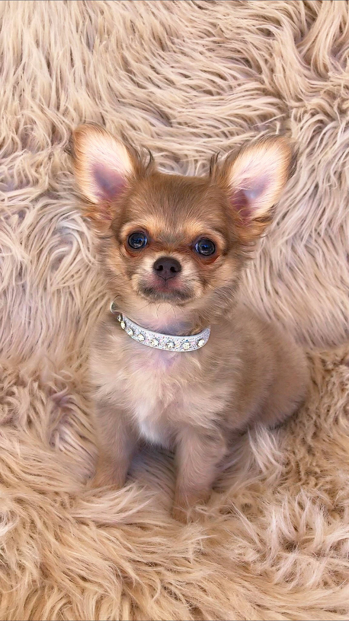 Gigi joined the competition — help win amazing prizes! canidae, carnivore, chihuahua, companion_dog, dog, dog_breed, ear, fawn, fur, mammal, puppy, rare_breed_dog, skin, snout, sporting_group, toy_dog, vertebrate, whiskers