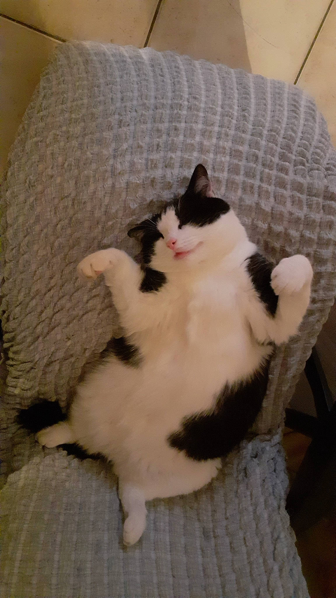 Pepito participe au concours pour gagner de l'argent avec cette photo : canidae, carnivore, cat, cat_supply, claw, comfort, companion_dog, couch, domestic_short_haired_cat, fawn, felidae, flooring, fur, hardwood, lap, paw, small_to_medium_sized_cats, tail, whiskers, wood