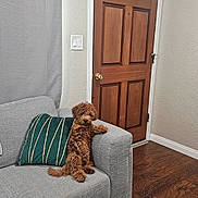 Amaris joined the competition — help win amazing prizes! brown_dog, canine, coffee_table, couch, curly_fur, dog, domestic_animal, floor, furniture, gray_couch, home, indoor, living_room, magazine, pet, pillow, relaxed, rope_toy, seated, wooden_door