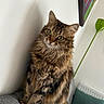 cat, tabby, fluffy, long_hair, brown_fur, green_eyes, whiskers, ears, portrait, sitting, indoors, couch, home, wall, houseplant, radiator, cushion, framed_art, pet, cute