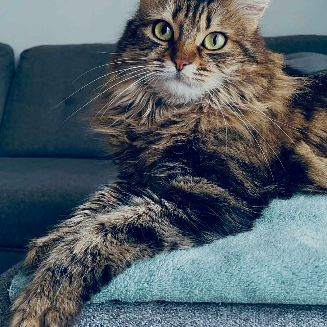Indie participe au concours pour gagner de l'argent avec cette photo : cat, tabby, fluffy, long_hair, furry, green_eyes, whiskers, ears, paws, animal, pet, portrait, close_up, sitting, lounging, sofa, couch, blanket, indoors, relaxed