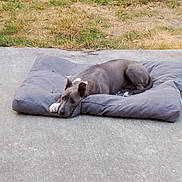 Mayra participe au concours pour gagner de l'argent avec cette photo : dog, cushion, concrete, grass, outdoor, pet, resting, relaxed, gray, animal, nature, quiet, calm, daytime, fur, ears, paws, background, laying, surface