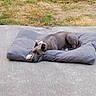 dog, cushion, concrete, grass, outdoor, pet, resting, relaxed, gray, animal, nature, quiet, calm, daytime, fur, ears, paws, background, laying, surface