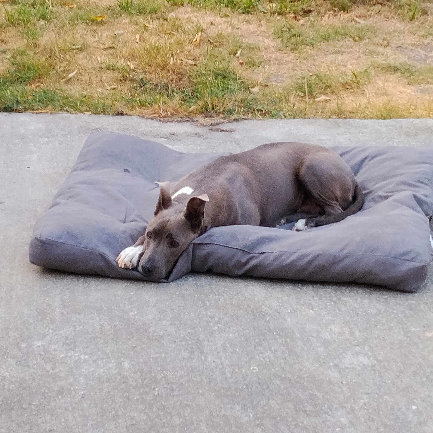 Mayra participe au concours pour gagner de l'argent avec cette photo : dog, cushion, concrete, grass, outdoor, pet, resting, relaxed, gray, animal, nature, quiet, calm, daytime, fur, ears, paws, background, laying, surface