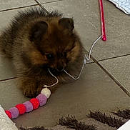 Baya participe au concours pour gagner de l'argent avec cette photo : puppy, dog, toy, chewing, floor, tile, indoor, furry, brown, small, pet, playful, cute, animal, closeup, beads, string, carpet, home, young