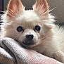 dog, small_dog, white_fur, fluffy, pomeranian_like, pet, portrait, closeup, ears, eyes, nose, whiskers, blanket, cozy, resting, indoor, couch, fur_texture, cute, animal