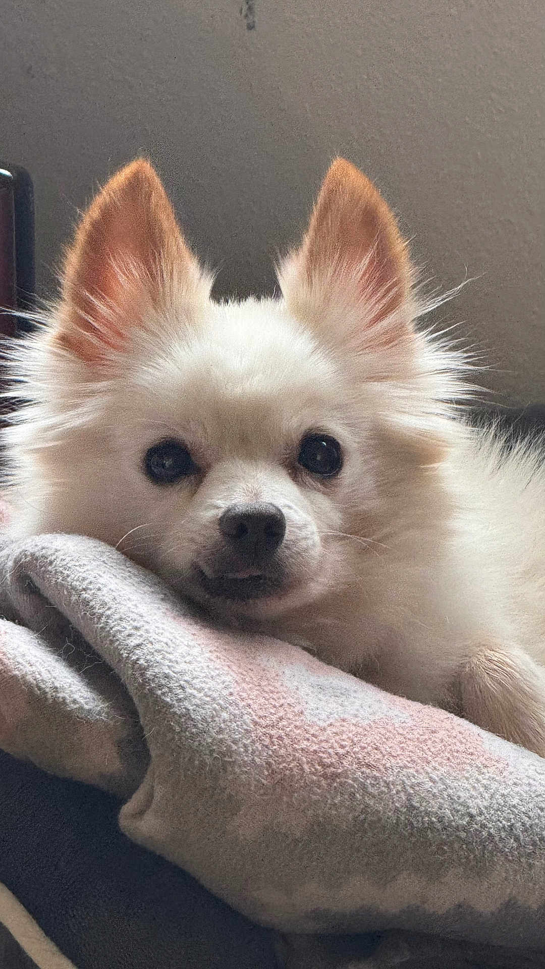 Maysen joined the competition — help win amazing prizes! dog, small_dog, white_fur, fluffy, pomeranian_like, pet, portrait, closeup, ears, eyes, nose, whiskers, blanket, cozy, resting, indoor, couch, fur_texture, cute, animal