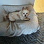 dog, small_dog, pet, dog_bed, blanket, rug, fur, ears, black_eyes, nose, resting, indoor, home, carpet, looking_at_camera, cute, small_breed, tan_markings, fluffy, cozy