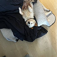 Maysen joined the competition — help win amazing prizes! dog, small_dog, fluffy, blanket, sherpa_bed, wooden_floor, sleeping, belly_up, paws_up, collar, fur, cozy, nap, indoor, pet, relaxed, resting, bedroom_item, black_blanket, home