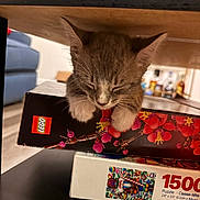 Dino joined the competition — help win amazing prizes! kitten, cat, sleeping, paws, lego_box, puzzle_box, indoor, furniture, table, living_room, cozy, blurred_background, home, pet, small_animal, resting, cute, domestic, toy, colorful