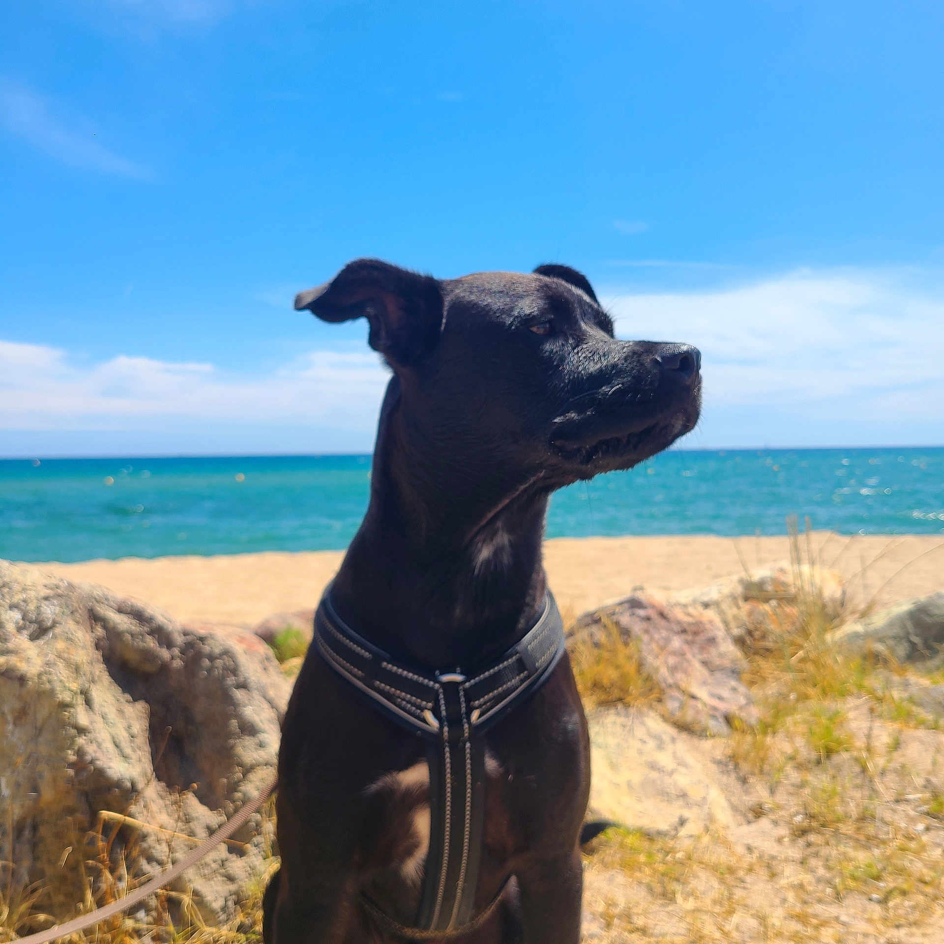 Atlas participe au concours pour gagner de l'argent avec cette photo : animal, beach, black_dog, canine, daytime, dog, grass, harness, leash, nature, ocean, outdoor, pet, portrait, rocks, sand, side_view, sky, sunny, water