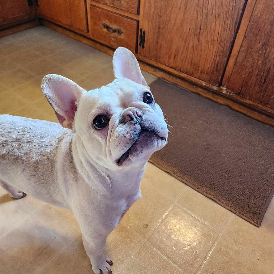 Fabian is registered to the contest to win money with this photo: animal, boxer, bulldog, cabinet, canine, dog, drawer, frenchbulldog, furniture, hardwood, indoors, interiordesign, pet, pitbull, plywood, puppy, whitedog, wood