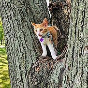 Phillip is registered to the contest to win money with this photo: cat, kitten, tree, bark, outdoor, nature, animal, pet, collar, leash, orange_cat, white_cat, park, sunlight, curious, young_animal, mammal, closeup, tongue_out, texture