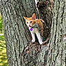 cat, kitten, tree, bark, outdoor, nature, animal, pet, collar, leash, orange_cat, white_cat, park, sunlight, curious, young_animal, mammal, closeup, tongue_out, texture
