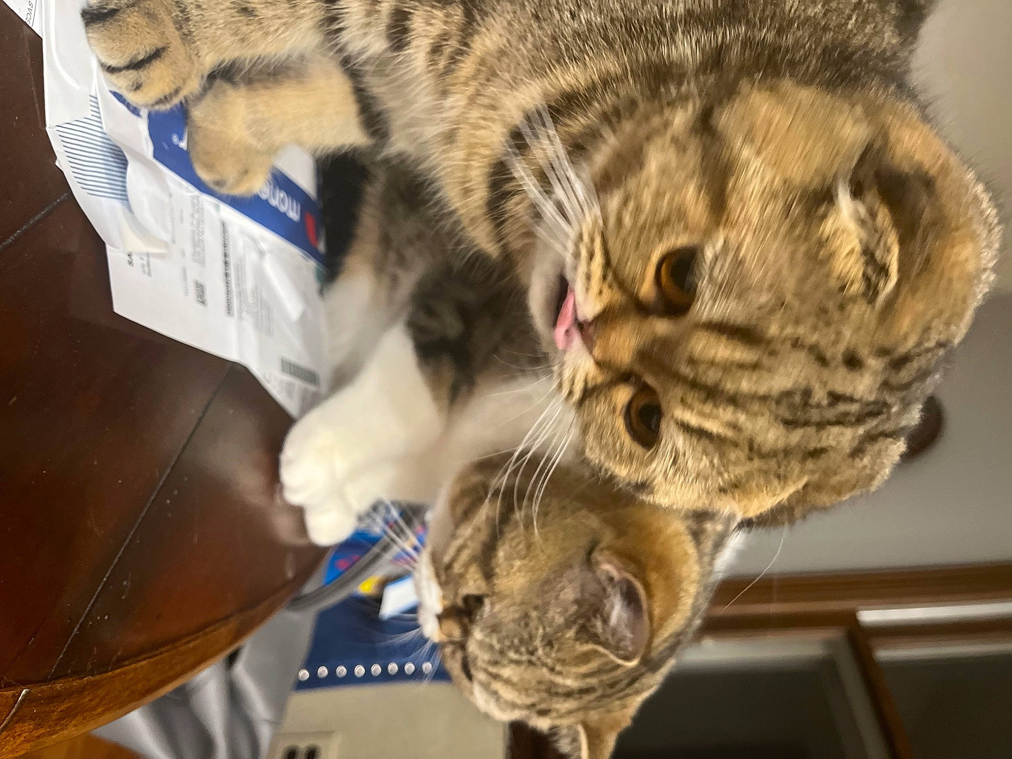 Gnocchi is registered to the contest to win money with this photo: carnivore, cat, claw, comfort, domestic_short_haired_cat, ear, felidae, fur, mammal, paw, small_to_medium_sized_cats, snout, terrestrial_animal, vertebrate, whiskers