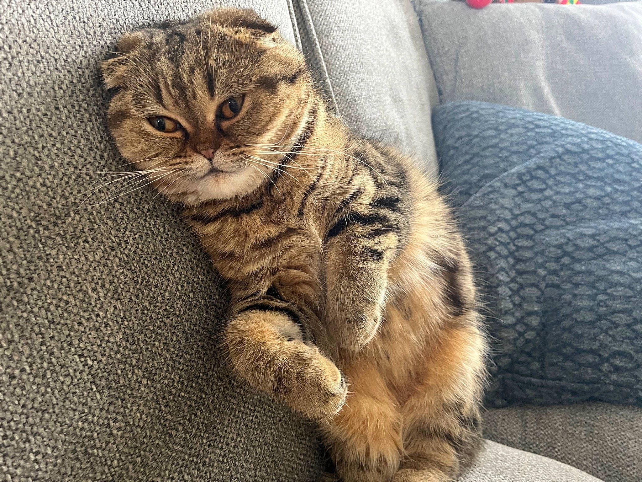 Gnocchi joined the competition — help win amazing prizes! carnivore, cat, claw, comfort, couch, domestic_short_haired_cat, felidae, fur, grey, paw, sitting, small_to_medium_sized_cats, snout, tail, terrestrial_animal, whiskers, wildlife