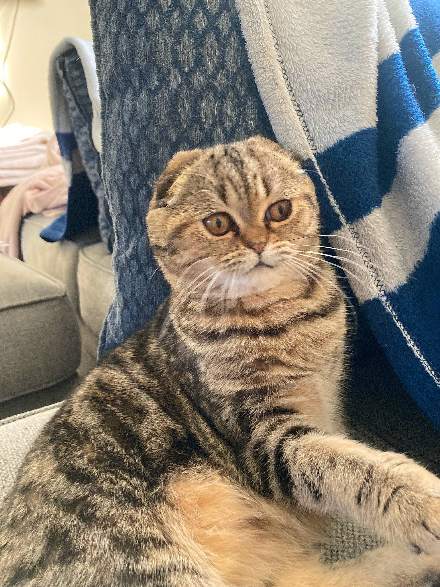 Gnocchi is registered to the contest to win money with this photo: carnivore, cat, comfort, domestic_short_haired_cat, felidae, fur, pattern, paw, sitting, small_to_medium_sized_cats, snout, tail, terrestrial_animal, whiskers, wildlife