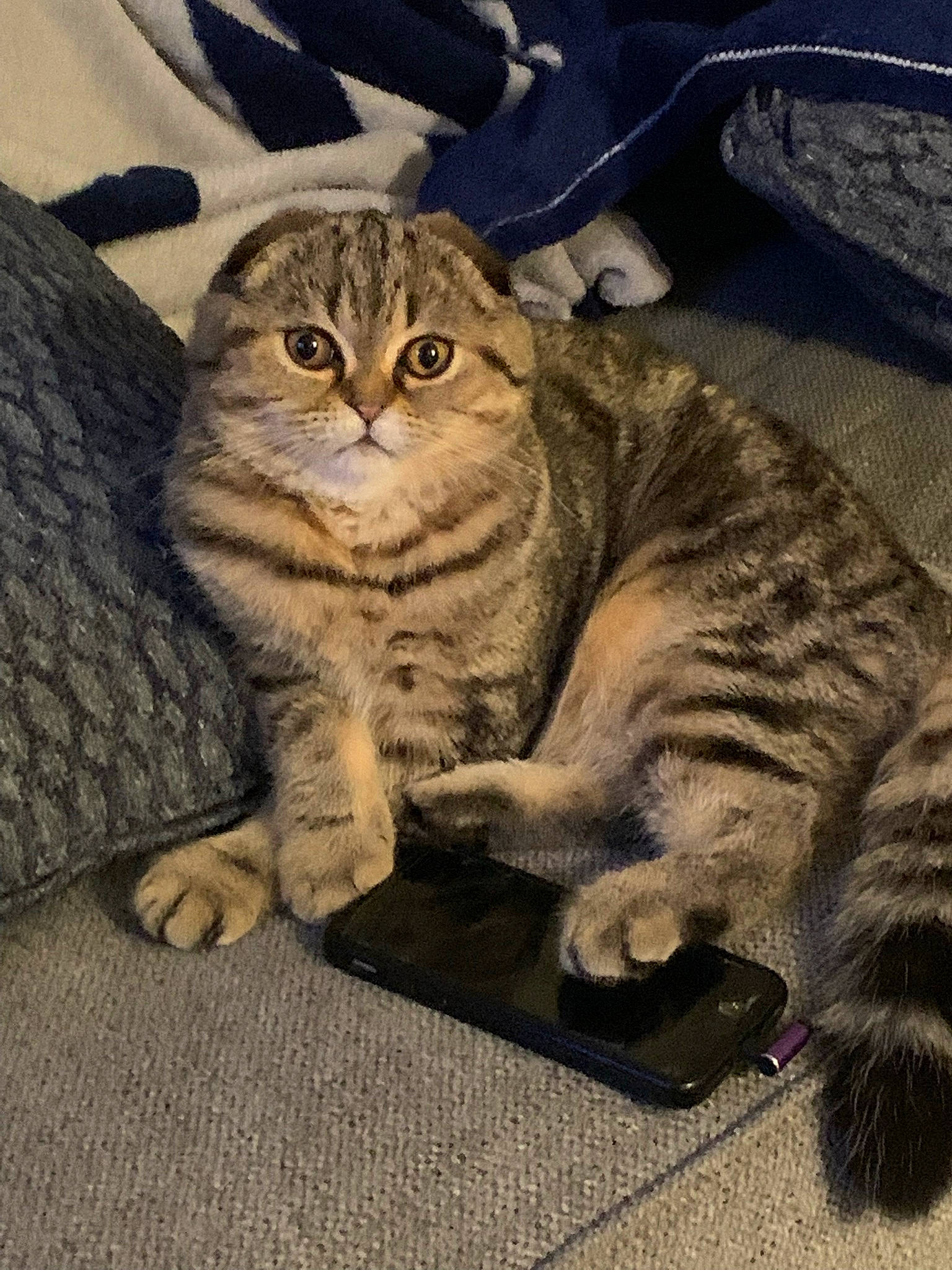 Gnocchi joined the competition — help win amazing prizes! carnivore, cat, claw, comfort, domestic_short_haired_cat, felidae, fur, grey, kitchen_utensil, paw, sitting, small_to_medium_sized_cats, snout, tail, terrestrial_animal, whiskers, wildlife, wood