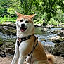 akita, dog, harness, leash, river, rocks, sand, trees, greenery, outdoor, nature, water, pet, canine, animal, happy, sitting, sunlight, forest, adventure