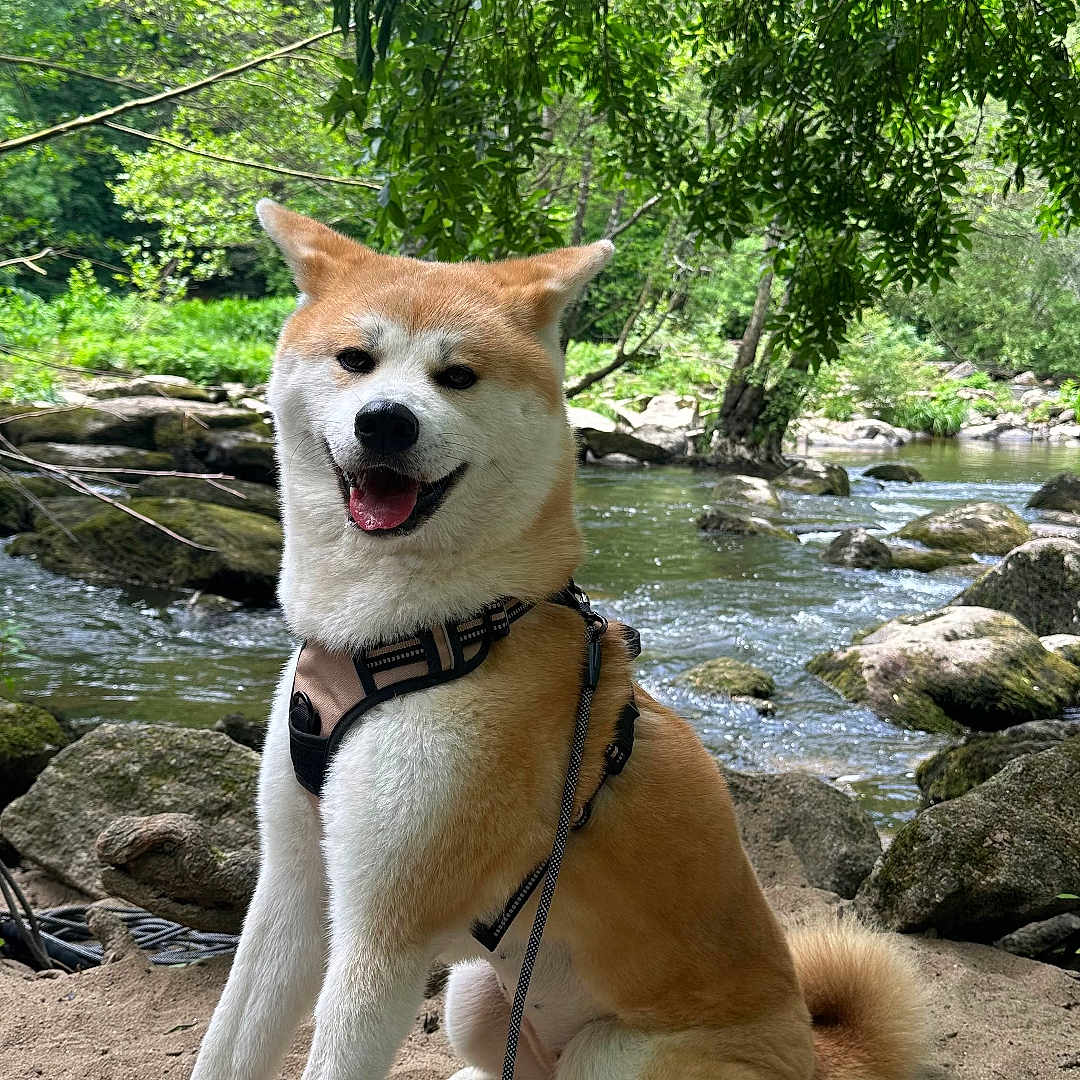 Suki a rejoint le concours — aidez-le/la à gagner de superbes lots ! adventure, akita, animal, canine, dog, forest, greenery, happy, harness, leash, nature, outdoor, pet, river, rocks, sand, sitting, sunlight, trees, water