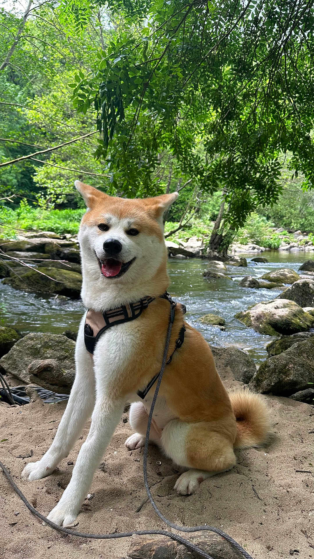 Suki a rejoint le concours — aidez-le/la à gagner de superbes lots ! akita, dog, harness, leash, river, rocks, sand, trees, greenery, outdoor, nature, water, pet, canine, animal, happy, sitting, sunlight, forest, adventure