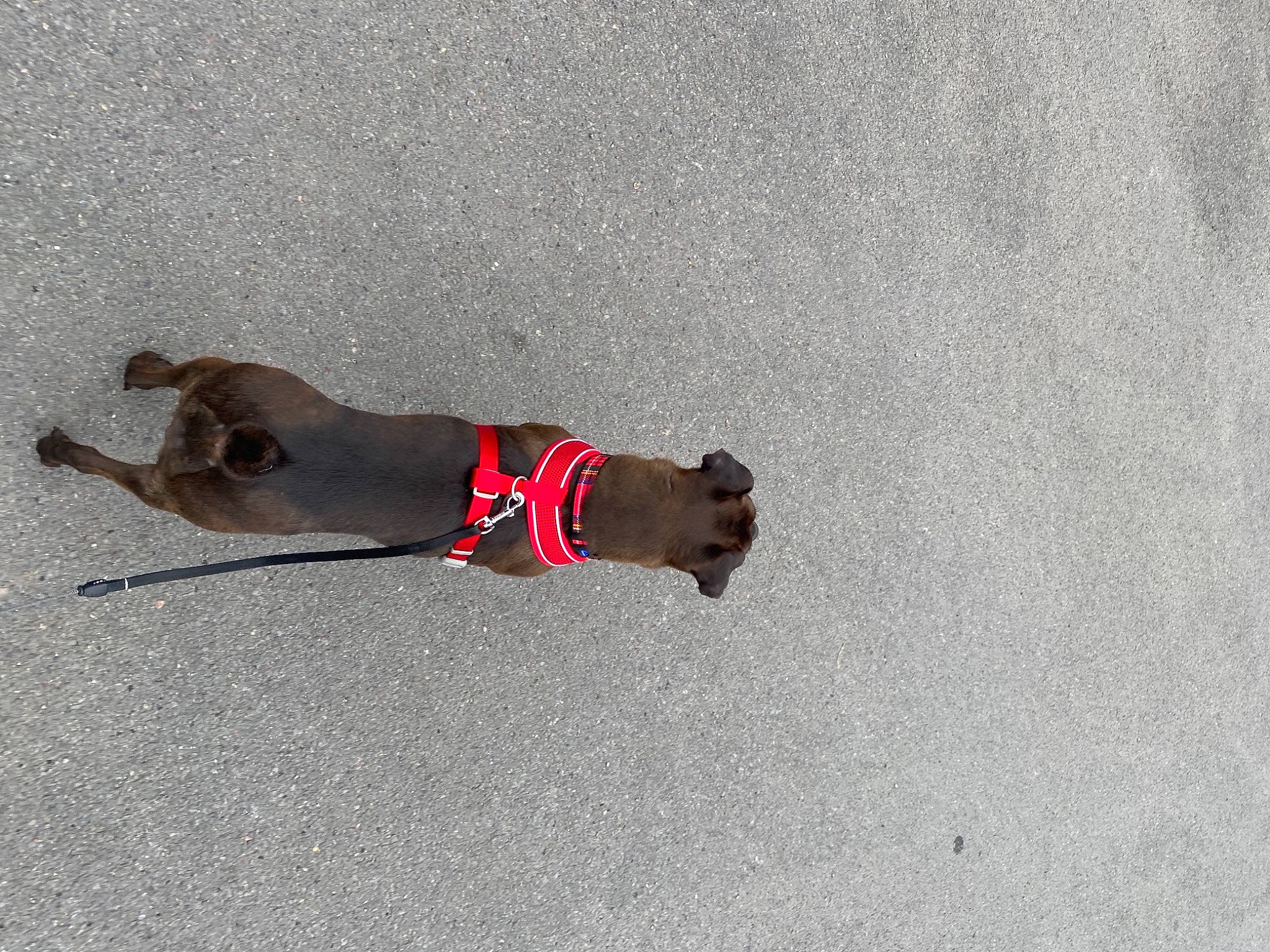 Bonnie is registered to the contest to win money with this photo: asphalt, canidae, carmine, carnivore, collar, companion_dog, concrete, dog, dog_breed, dog_collar, dog_supply, fawn, leash, non_sporting_group, pet_supply, road_surface, shadow, sporting_group, tail, working_animal
