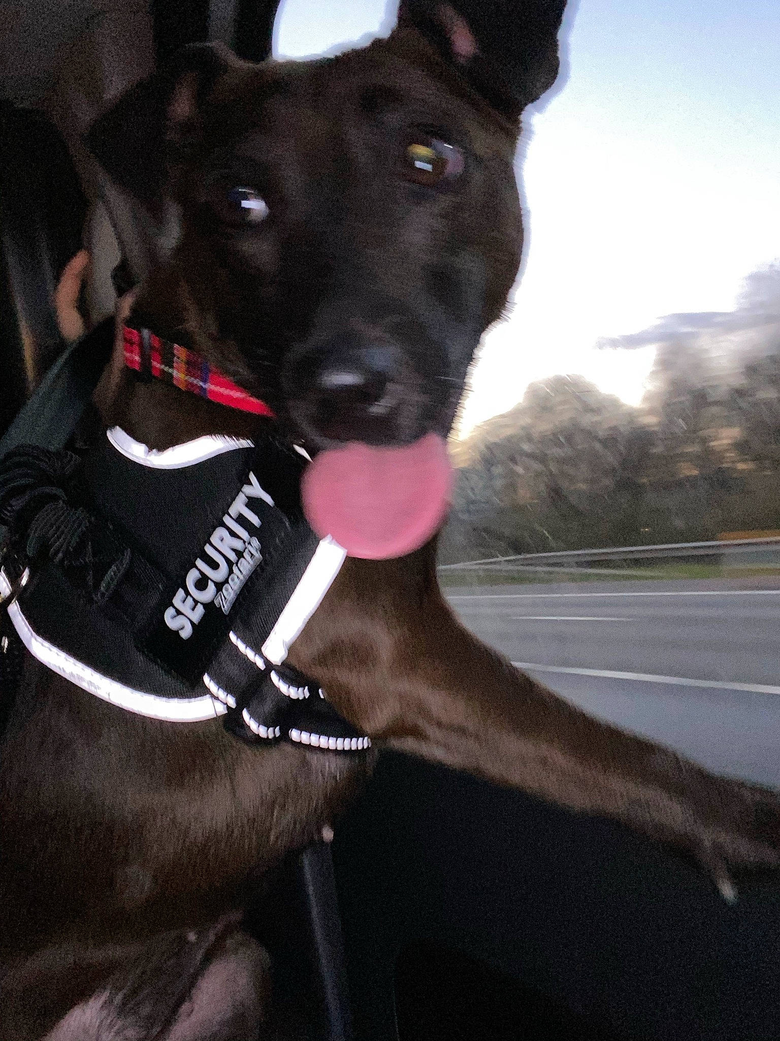 Bonnie joined the competition — help win amazing prizes! canidae, carnivore, cloud, collar, companion_dog, dog, dog_breed, dog_collar, dog_supply, fashion_accessory, fawn, leash, paw, personal_protective_equipment, pet_supply, sky, snout, sporting_group, tail, working_animal