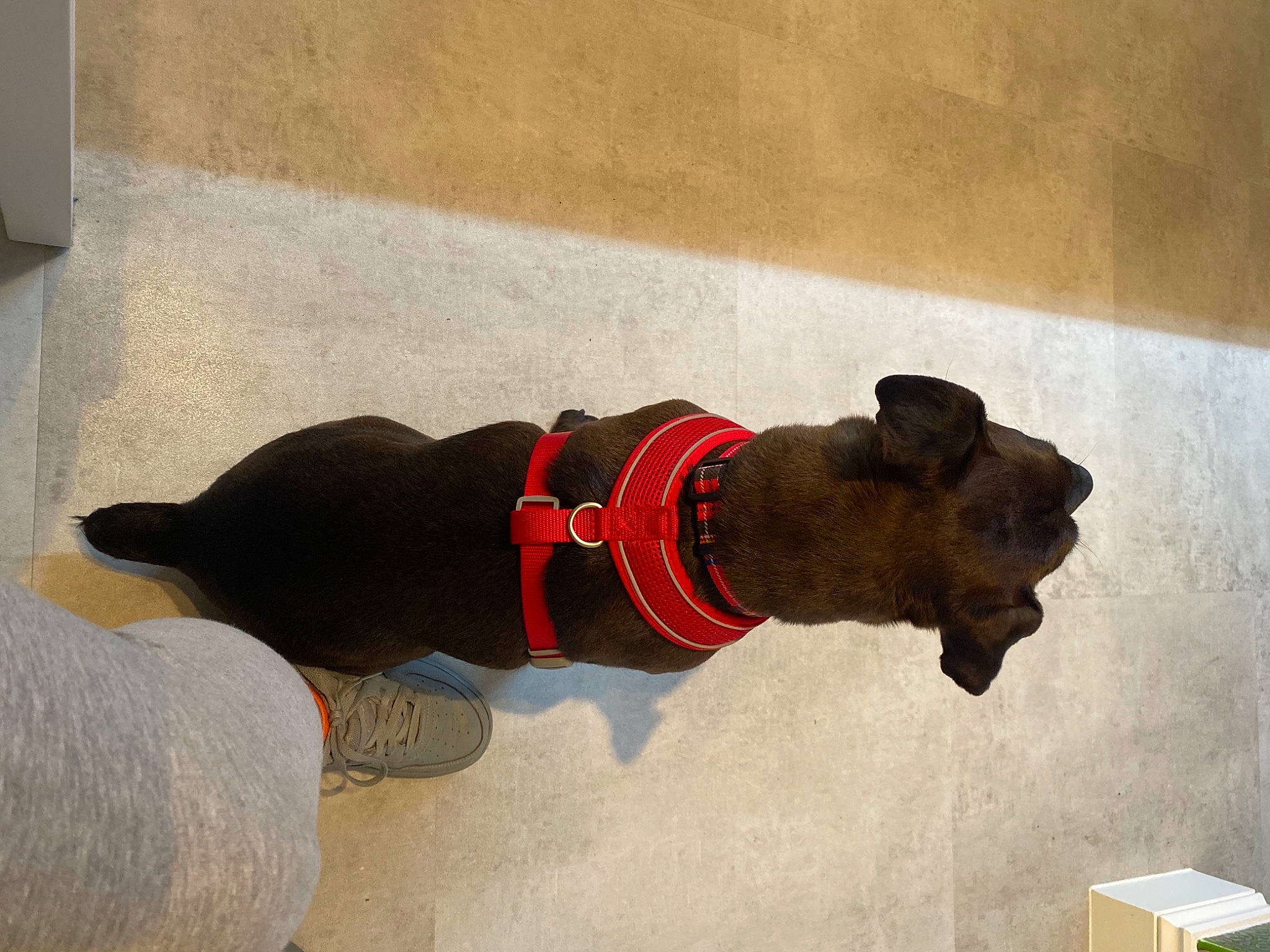 Bonnie is registered to the contest to win money with this photo: active_pants, carnivore, companion_dog, costume_hat, dog, dog_breed, dog_clothes, dog_supply, event, fashion_accessory, flooring, hat, leash, personal_protective_equipment, pet_supply, sleeve, snout, sportswear, tail, working_animal