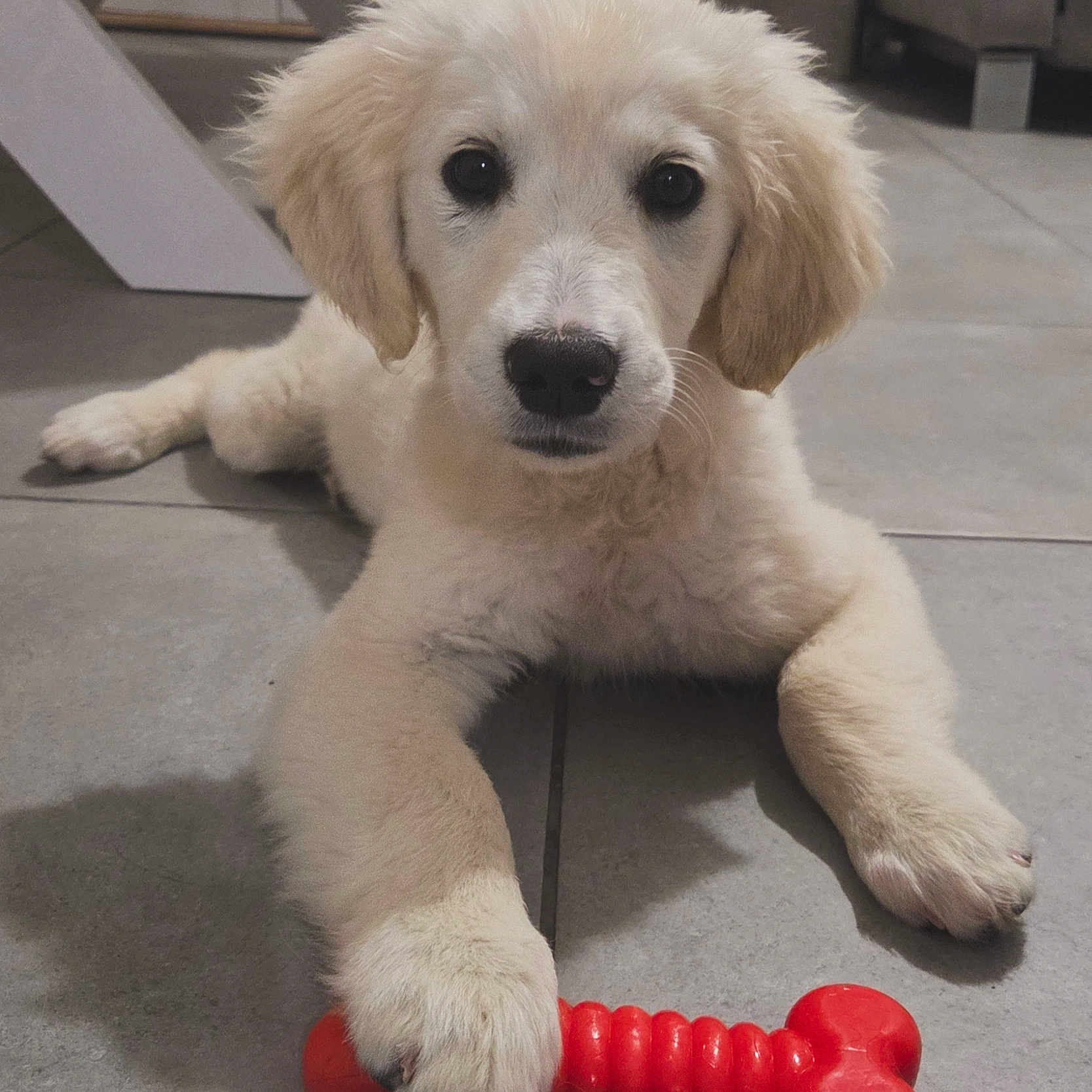 Aria a rejoint le concours — aidez-le/la à gagner de superbes lots ! animal, bone_toy, canine, cute, dog, domestic_animal, floor, fur, indoor, looking_at_camera, lying_down, paw, pet, pet_toy, playful, puppy, tile_floor, toy, white_fur, young_dog