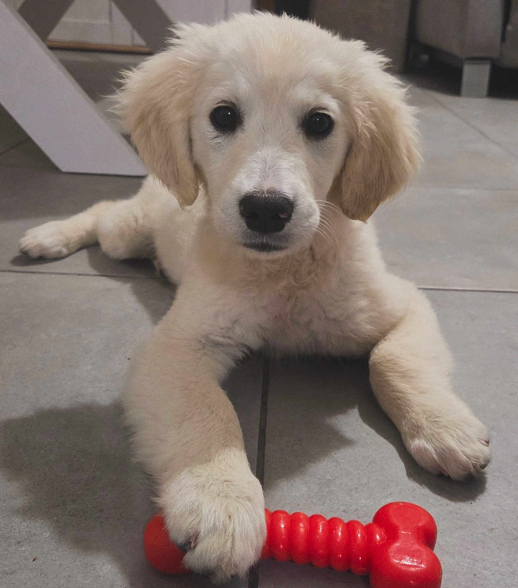 Aria a rejoint le concours — aidez-le/la à gagner de superbes lots ! puppy, dog, toy, bone_toy, floor, tile_floor, pet, animal, cute, young_dog, lying_down, indoor, playful, fur, white_fur, paw, looking_at_camera, pet_toy, domestic_animal, canine