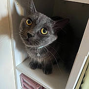 Rocket is registered to the contest to win money with this photo: animal, bell, cat, close_up, collar, container, cubbyhole, curiosity, curious, cute, domestic_cat, feline, golden_eyes, gray_cat, indoor, looking_up, pet, shelf, small_space, whiskers