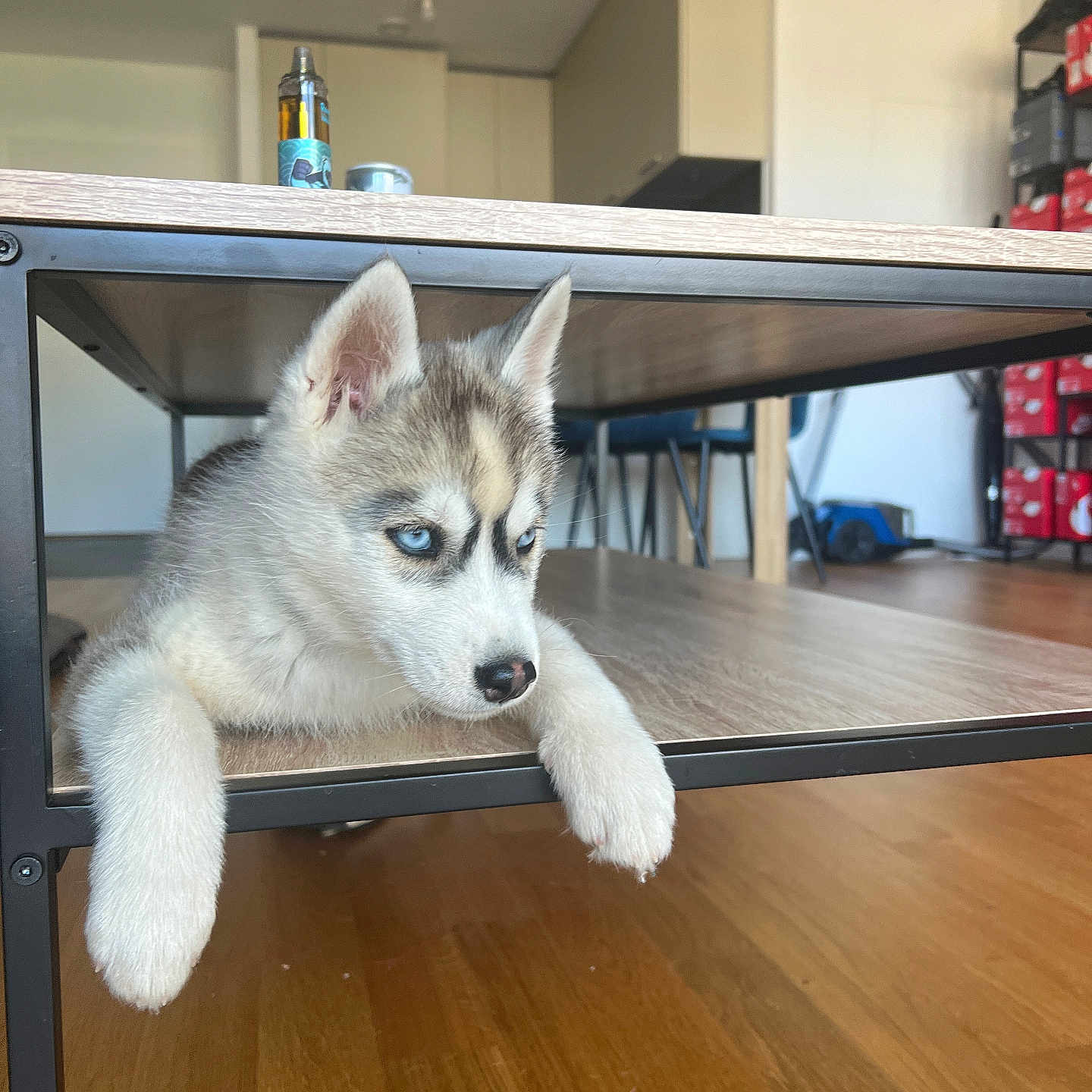 Viana participe au concours pour gagner de l'argent avec cette photo : animal, canine, cat, cup, desk, doctor, dog, eskimodog, furniture, hardwood, husky, indoors, interiordesign, kitten, pet, plywood, puppy, shelf, table, wood