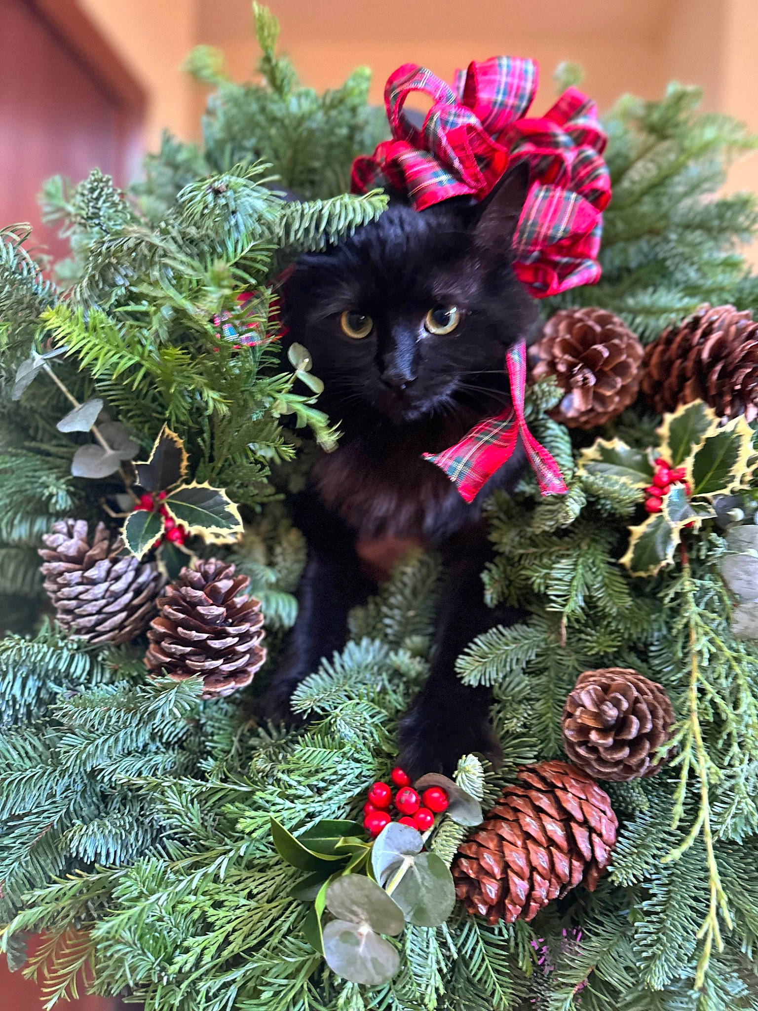 Chooch is registered to the contest to win money with this photo: botany, branch, carnivore, cat, christmas, christmas_decoration, christmas_ornament, conifer_cone, evergreen, fawn, felidae, grass, holiday_ornament, natural_material, ornament, plant, shortstraw_pine, small_to_medium_sized_cats, whiskers, woody_plant