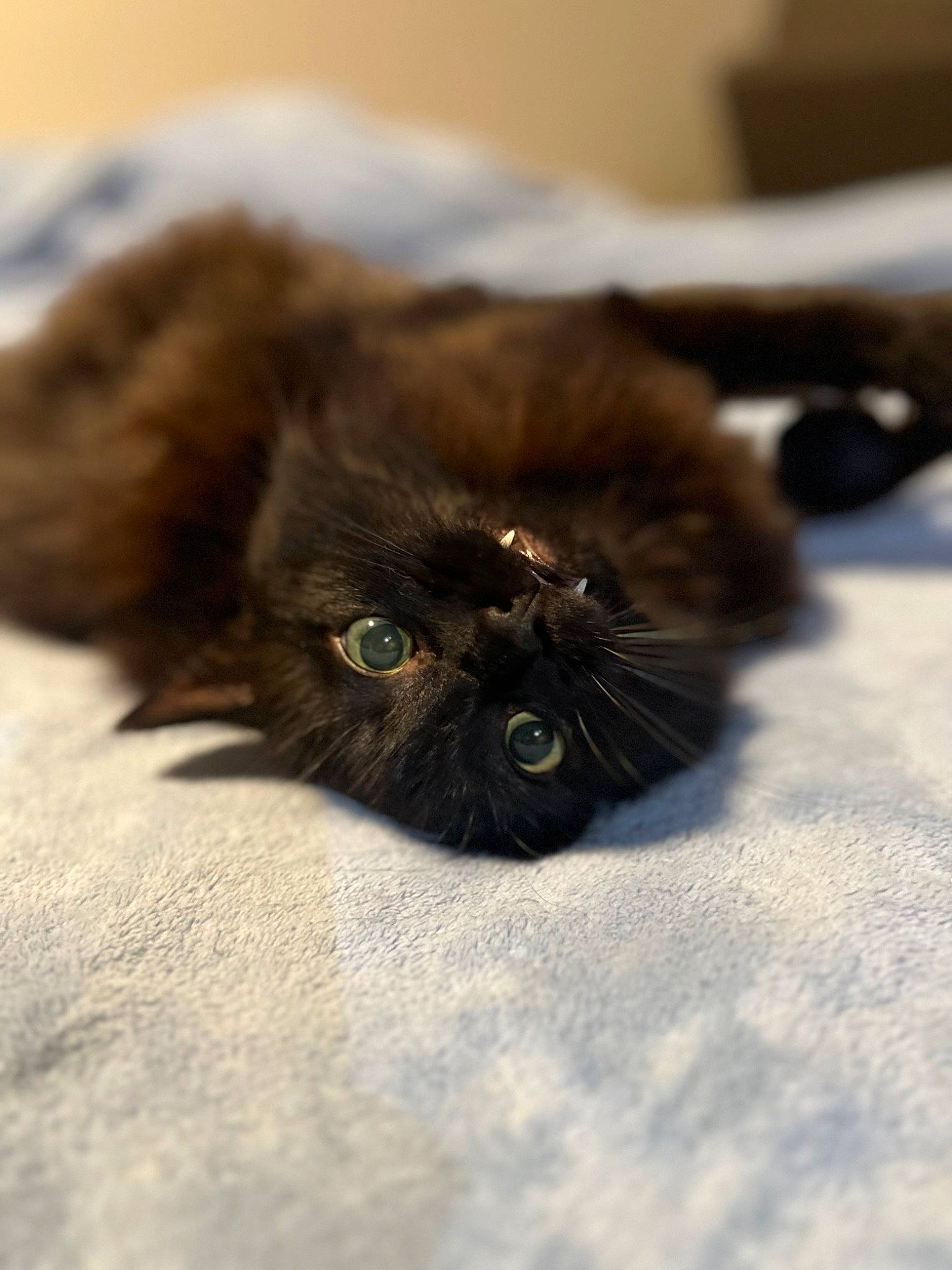Chooch joined the competition — help win amazing prizes! black_cat, bombay, brown, carnivore, cat, claw, comfort, domestic_short_haired_cat, fawn, felidae, fur, liver, mammal, small_to_medium_sized_cats, snout, terrestrial_animal, vertebrate, whiskers, working_animal