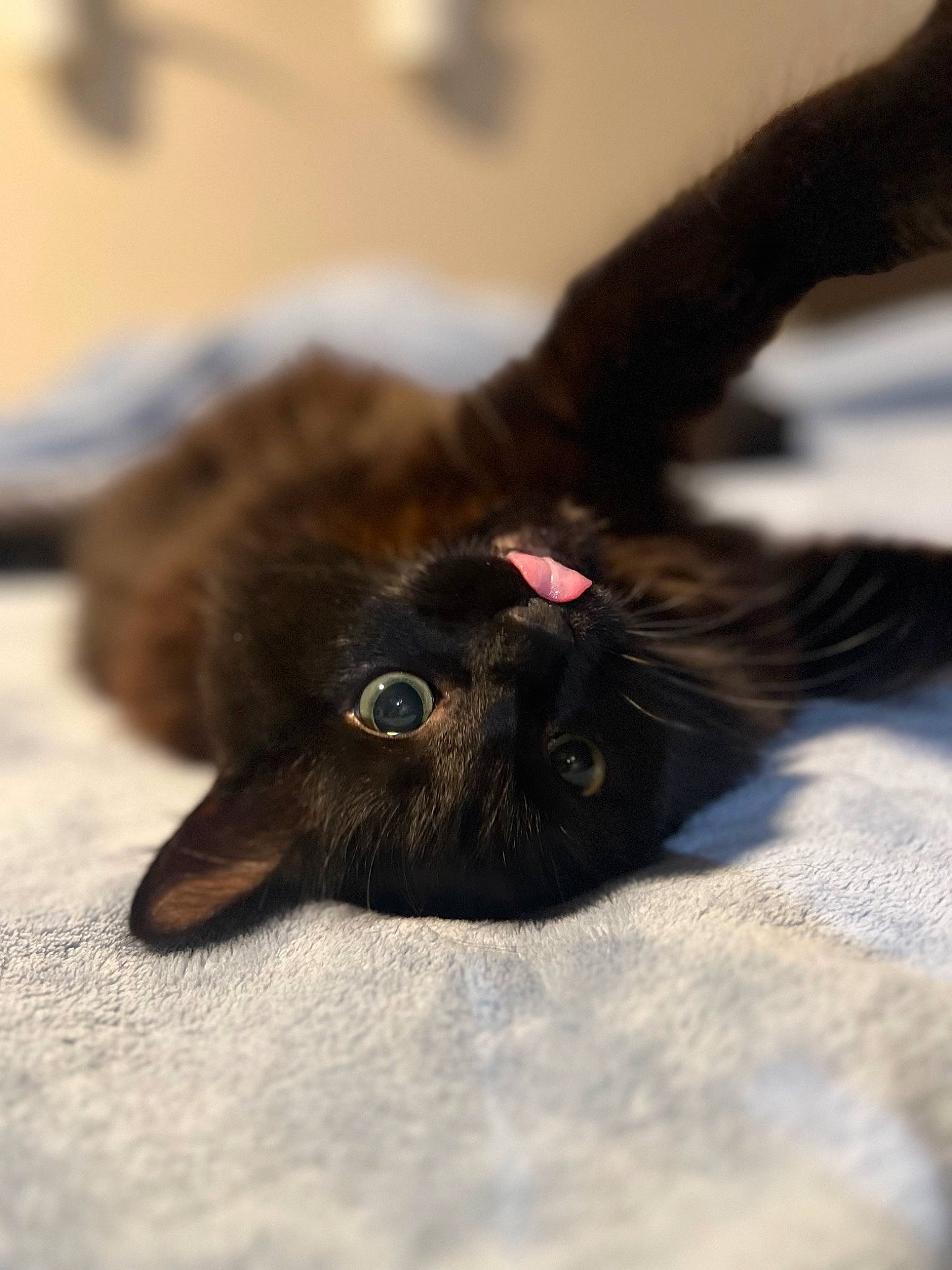 Chooch joined the competition — help win amazing prizes! black_cat, carnivore, cat, claw, dog_breed, domestic_short_haired_cat, ear, felidae, fur, gesture, havana_brown, liver, paw, plant, sand, small_to_medium_sized_cats, snout, tail, terrestrial_animal, whiskers