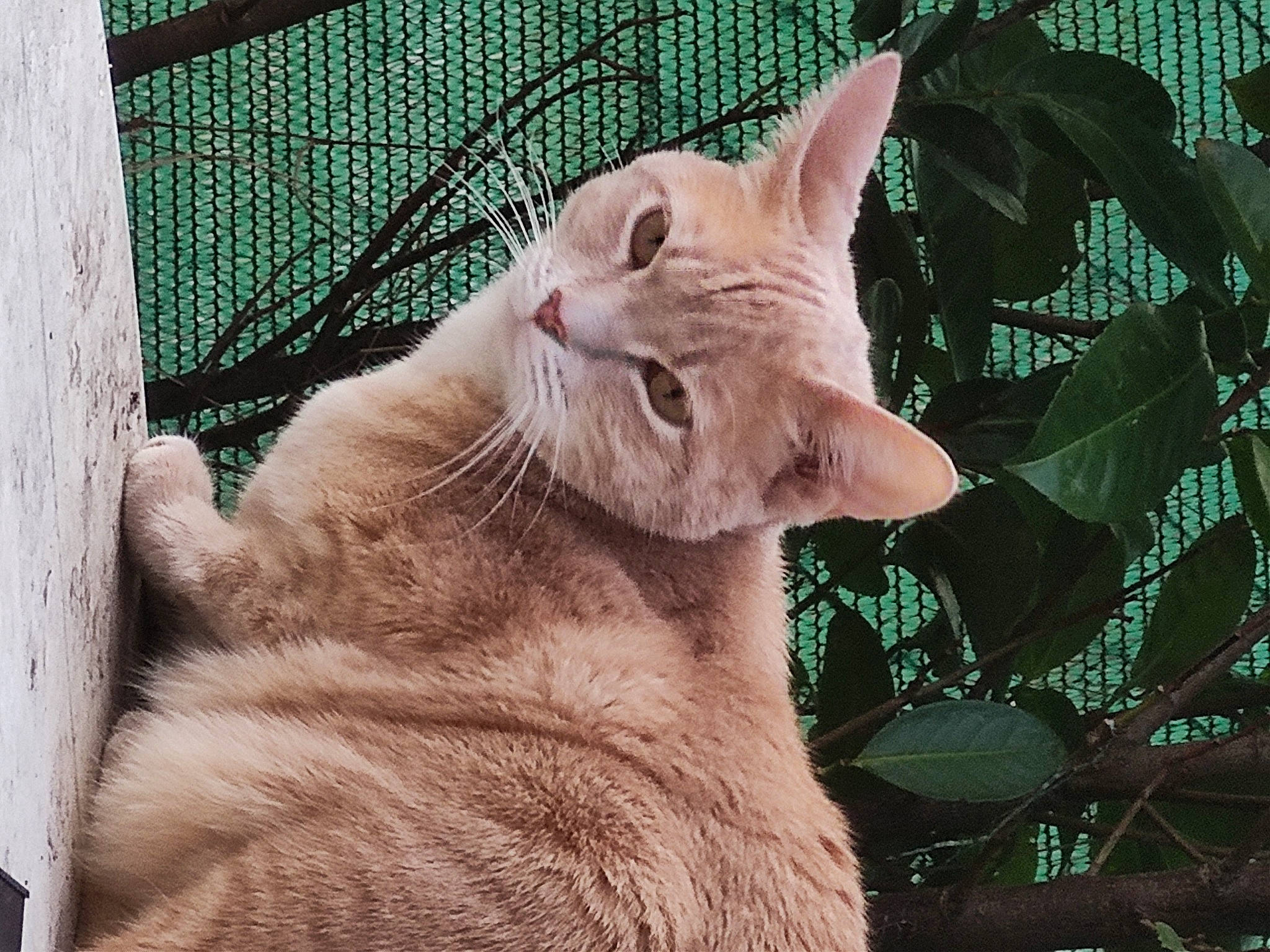 Perle a rejoint le concours — aidez-le/la à gagner de superbes lots ! aegean_cat, asian, carnivore, cat, domestic_short_haired_cat, ear, european_shorthair, eye, fawn, felidae, fur, german_rex, kitten, mammal, small_to_medium_sized_cats, tabby_cat, vertebrate, whiskers