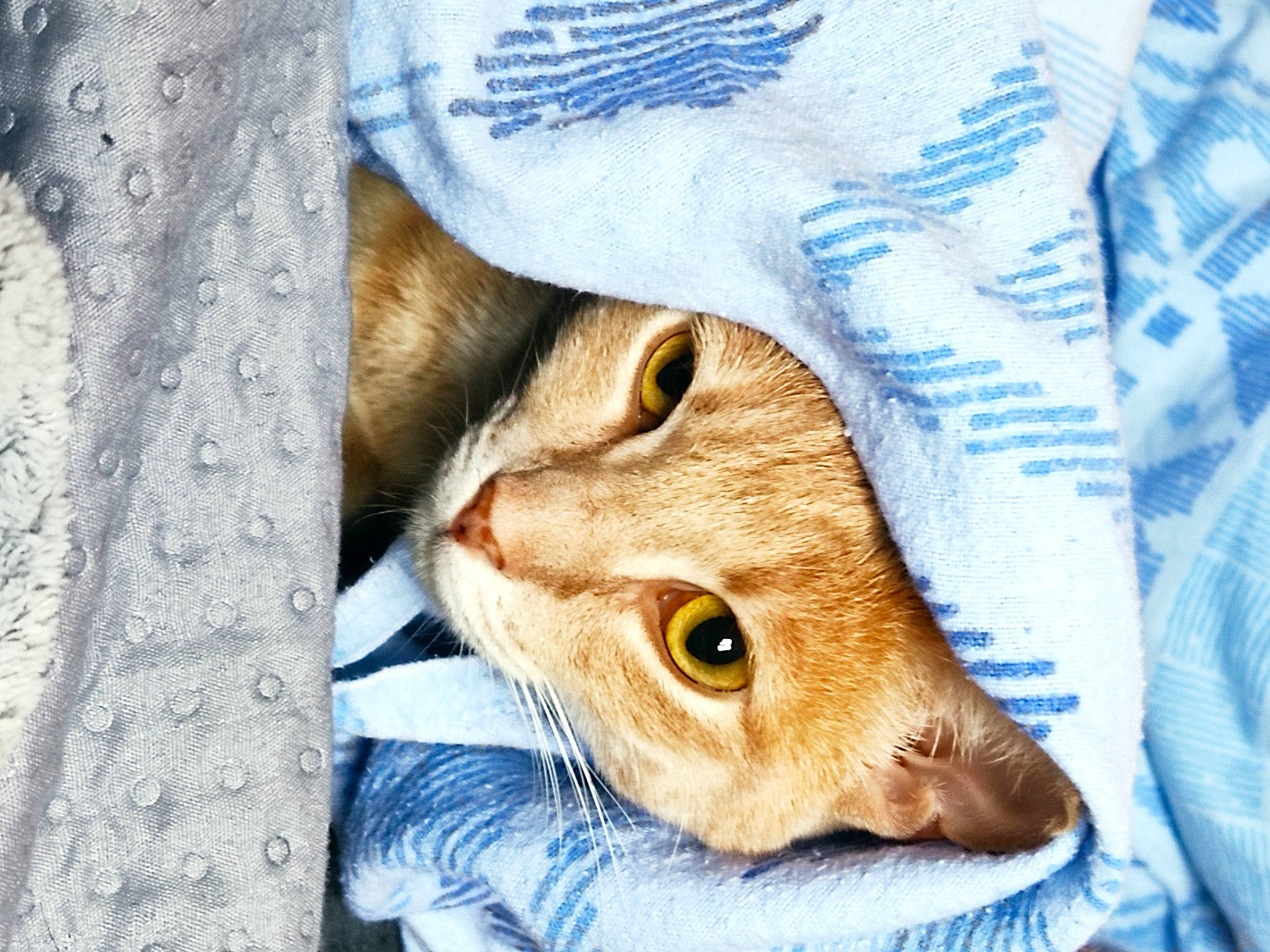 Perle participe au concours pour gagner de l'argent avec cette photo : abyssinian, aegean_cat, carnivore, cat, chausie, domestic_short_haired_cat, european_shorthair, eye, fawn, felidae, fur, kitten, singapura, small_to_medium_sized_cats, snout, somali, tabby_cat, whiskers