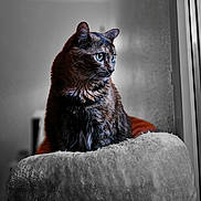 Paprika participe au concours pour gagner de l'argent avec cette photo : animal, blue_eyes, blurred_background, cat, cozy, cushion, domestic, feline, fluffy, fur, furniture, indoor, looking_away, pet, portrait, sitting, soft_light, tortoiseshell, whiskers, window