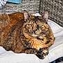 Paprika participe au concours pour gagner de l'argent avec cette photo : animal, cat, close_up, cushion, domestic_animal, ears, feline, fur, garden_tools, mat, outdoor, paws, pet, relaxed, resting, texture, tortoiseshell_cat, whiskers, wicker_chair, yellow_eyes