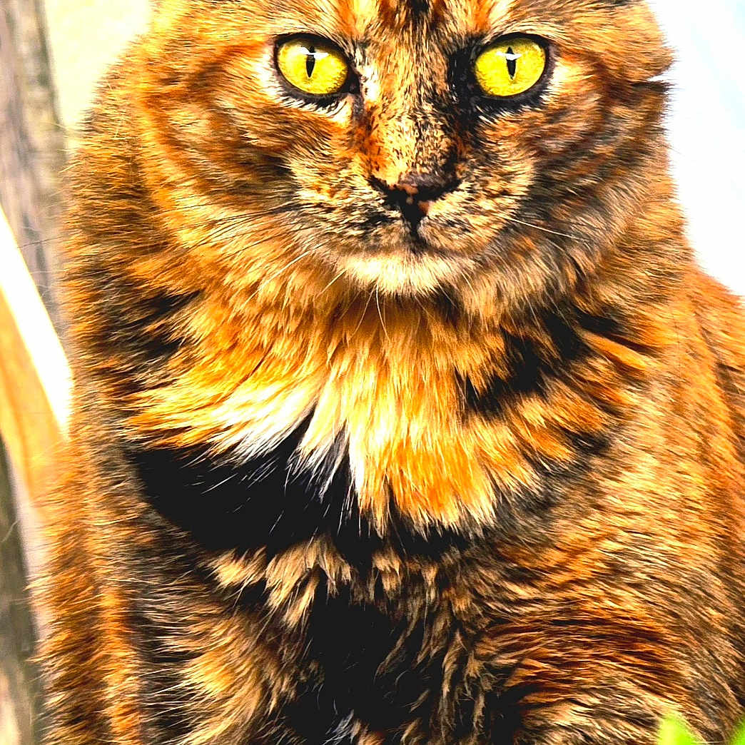 Paprika